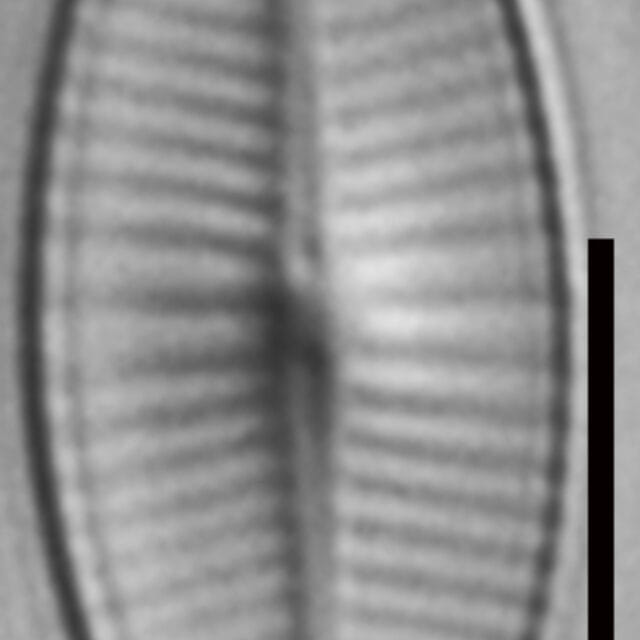Geissleria declivis LM4