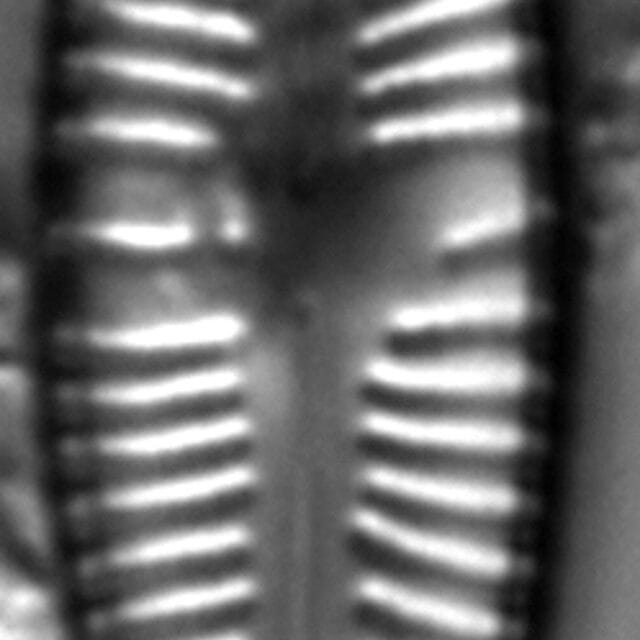 Gomphonema johnsonii LM3