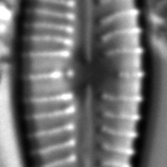 Gomphonema johnsonii LM4