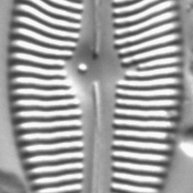 Gomphoneis gracile LM2