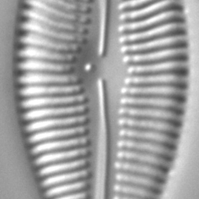 Gomphoneis gracile LM4