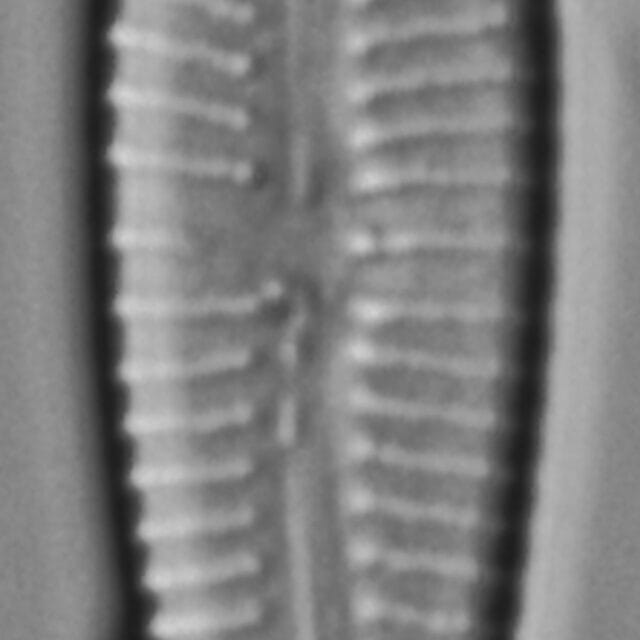 Gomphonema affine_FIU_029208_a