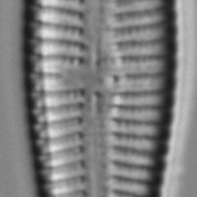 Gomphonema affine_FIU_029208_g