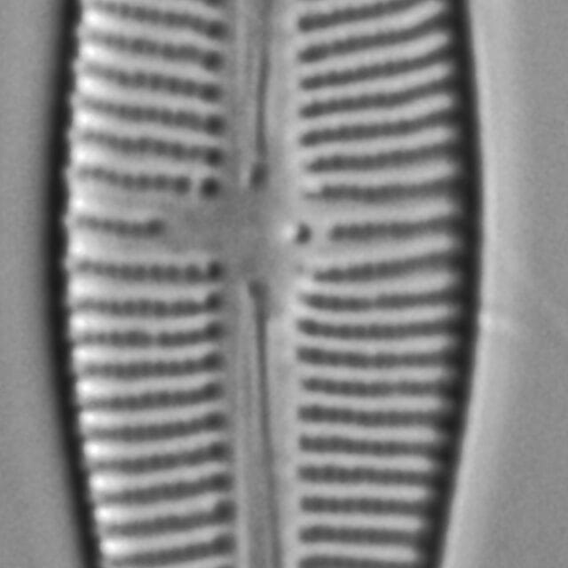 Gomphonema affine FIU 029208 i