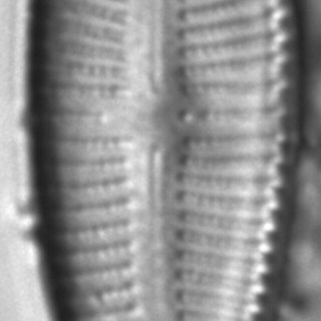 Gomphonema affine FIU 185208 f