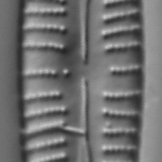 Gomphonema Intricatum Var Vibrio Lm2