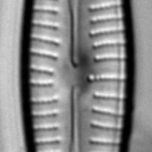 Gomphonema Intricatum Var Vibrio Lm6