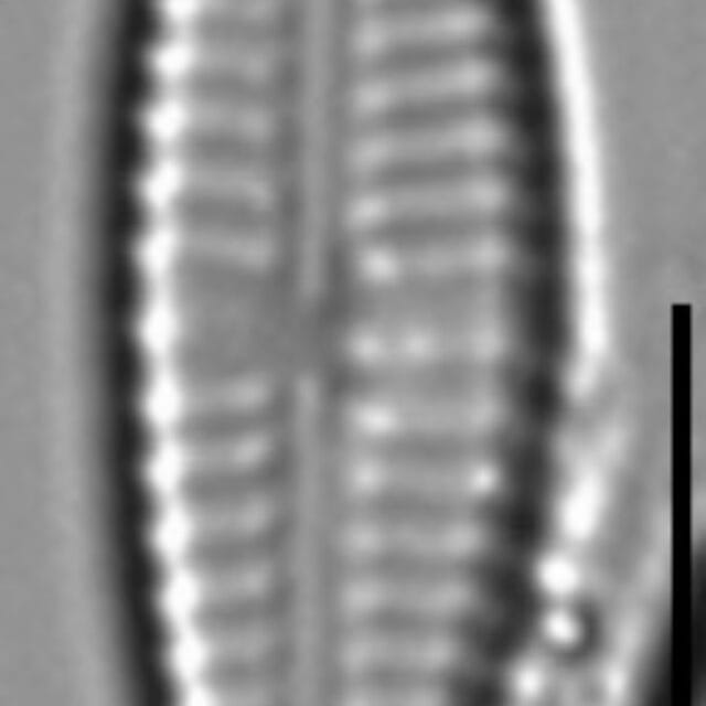 Gomphonema Lagenula LM6