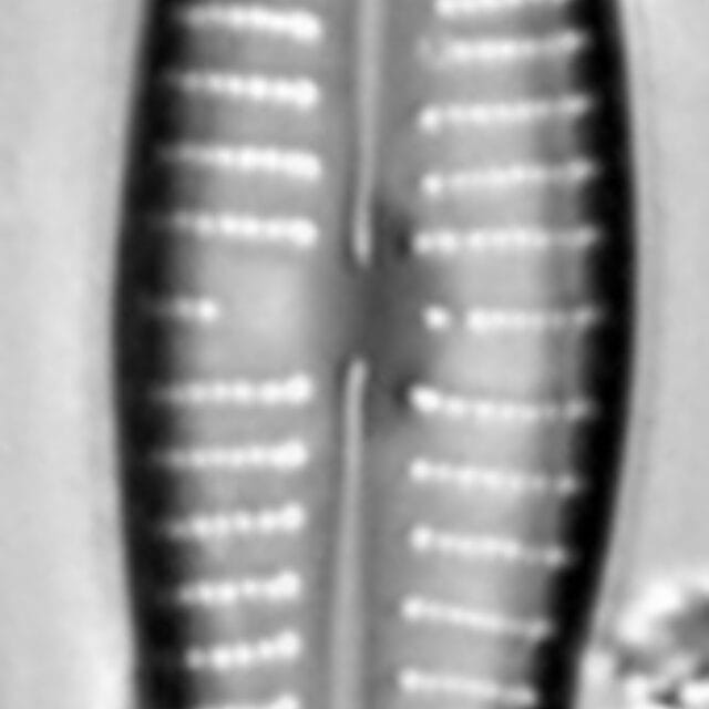 Gomphonema marriae LM6