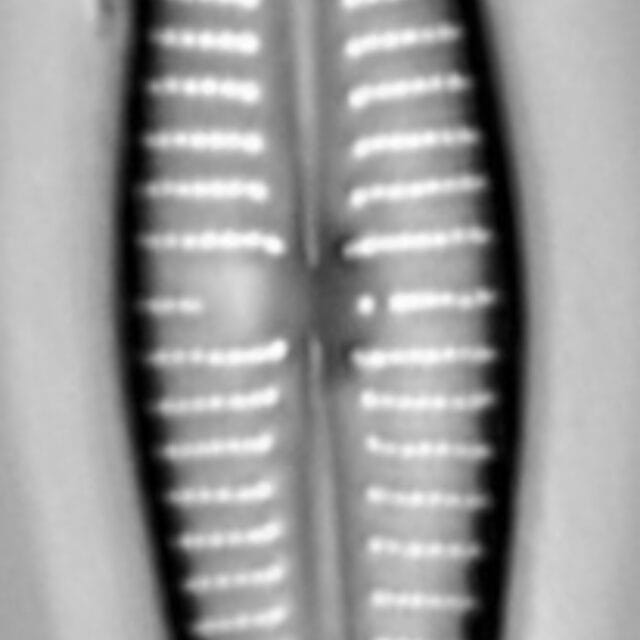 Gomphonema marriae LM5