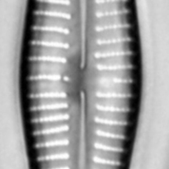 Gomphonema marriae LM4