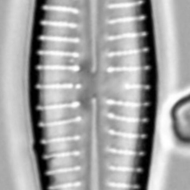 Gomphonema marriae LM3