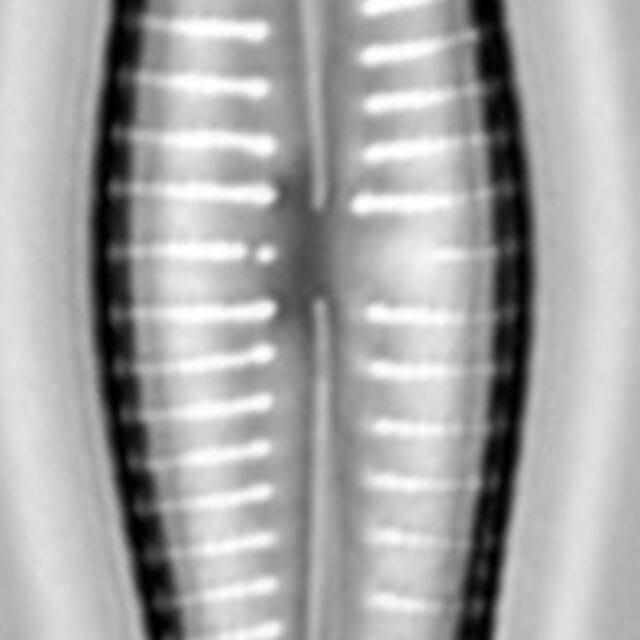 Gomphonema marriae LM2