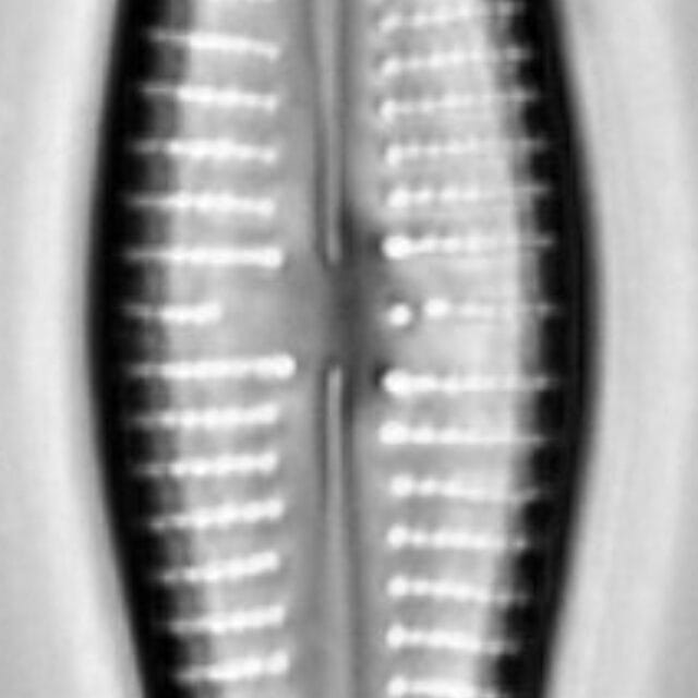 Gomphonema marriae LM1