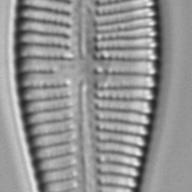 Gomphonema var rhombicum_FIU_1852008_j