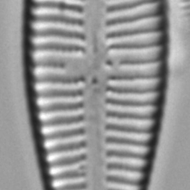 Gomphonema var rhombicum_FIU_0292008_g