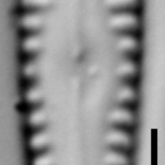 Gomphonema sierranum LM5