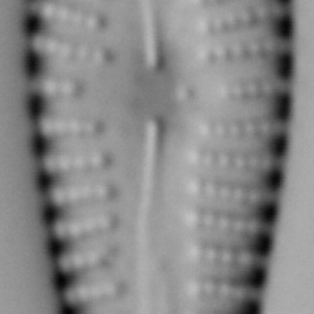 Gomphonema NOT-commutatum LM5