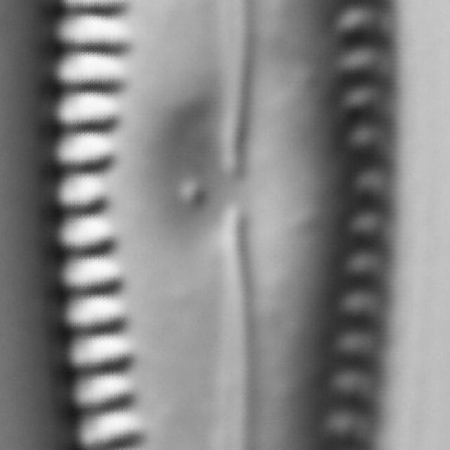 Gomphonema pointy LM2