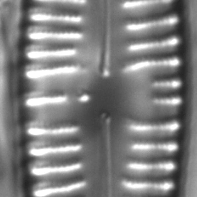 Gomphonema Americobtusatum 1 503601