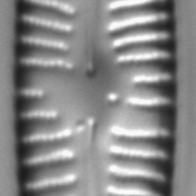 Gomphonema Americobtusatum 2 496601