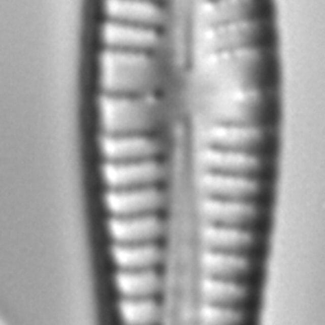 Gomphonema Cf  Coronatum 683001 3