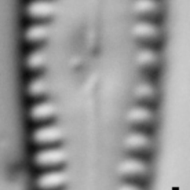 Gomphonema sierranum LM7