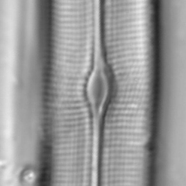 Gyrosigma obtusatum LM22