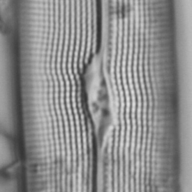 Gyrosigma reimeri LM1