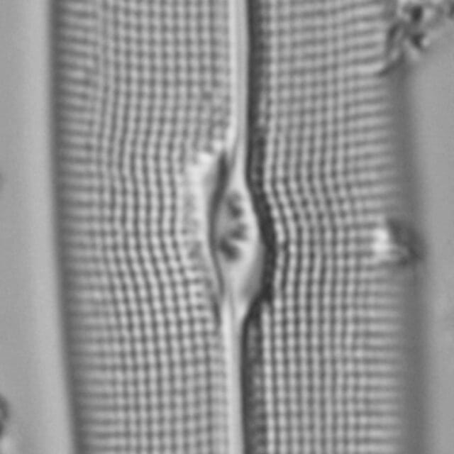 Gyrosigma reimeri LM2