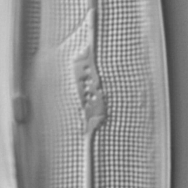 Gyrosigma reimeri LM3