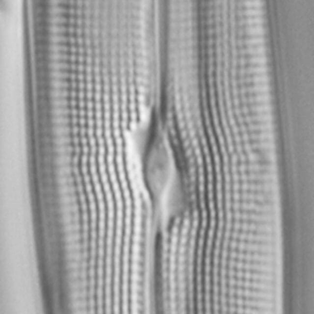 Gyrosigma reimeri LM4