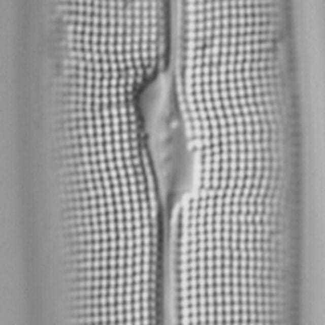 Gyrosigma reimeri LM5