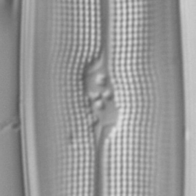 Gyrosigma reimeri LM6