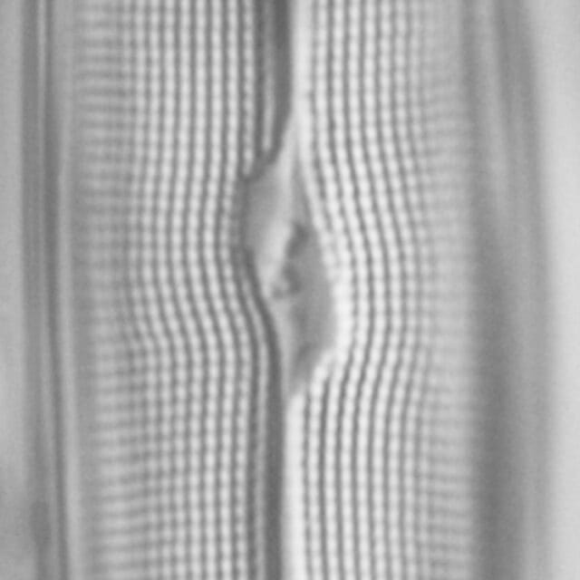 Gyrosigma reimeri LM7