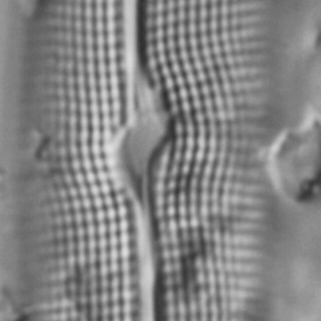 Gyrosigma Nodiferum LM1 GC114556 008