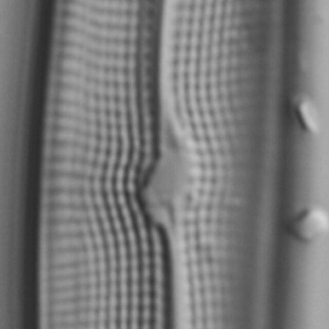 Gyrosigma Nodiferum LM2 GC114556 010b