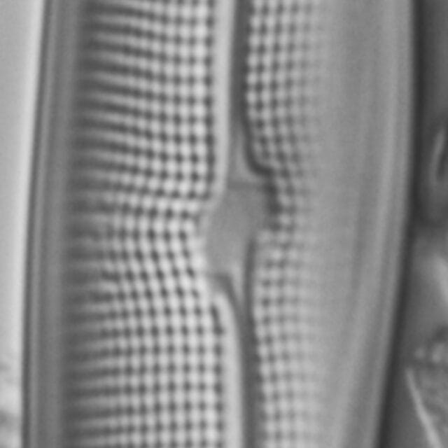 Gyrosigma Nodiferum LM3 GC114556 007
