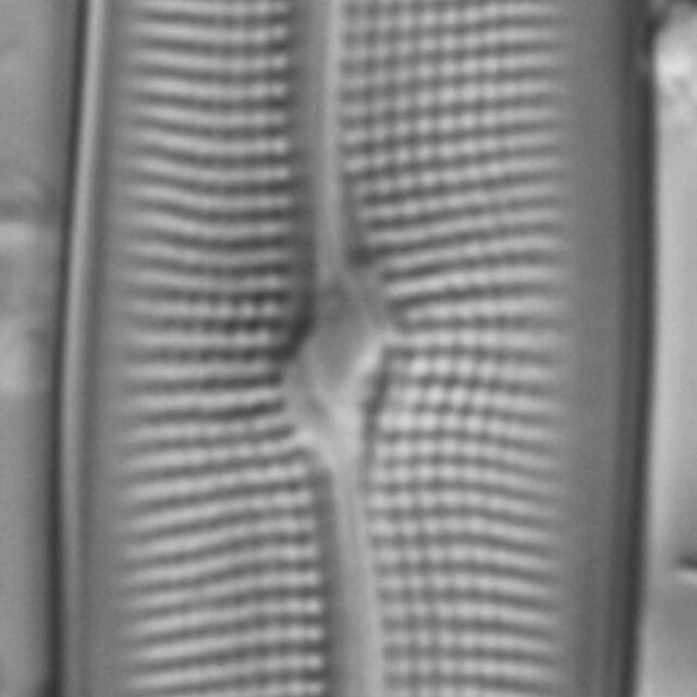 Gyrosigma Nodiferum LM4 GC114556 009