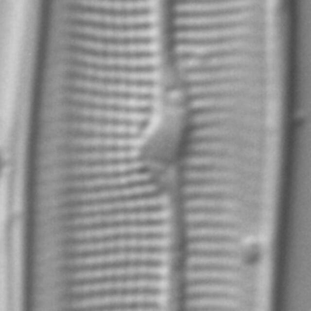 Gyrosigma Nodiferum LM5 GC107027a 004