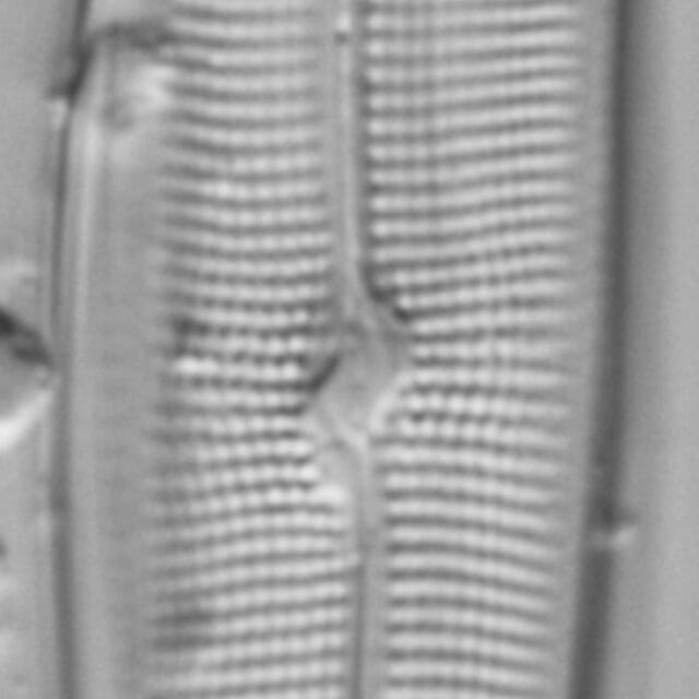 Gyrosigma Nodiferum LM6 GC107027a 005