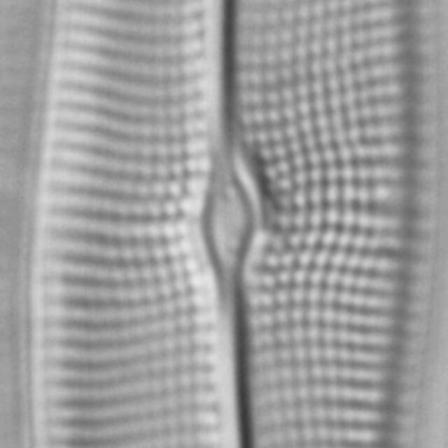 Gyrosigma Nodiferum LM7 GC107027a 003