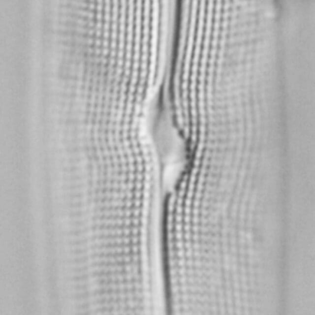 Gyrosigma Sciotoense Boy W 6 17 001