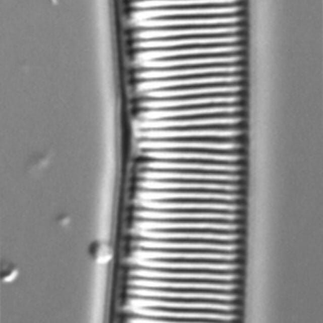Hantzschia calcifuga LM2