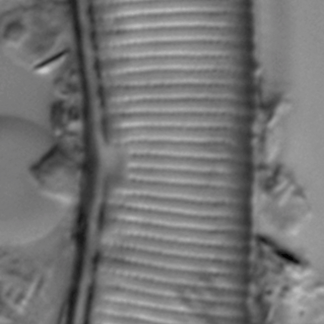 Hantzschia amphioxys LM6