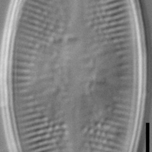 Psammothidium lacustre LM1