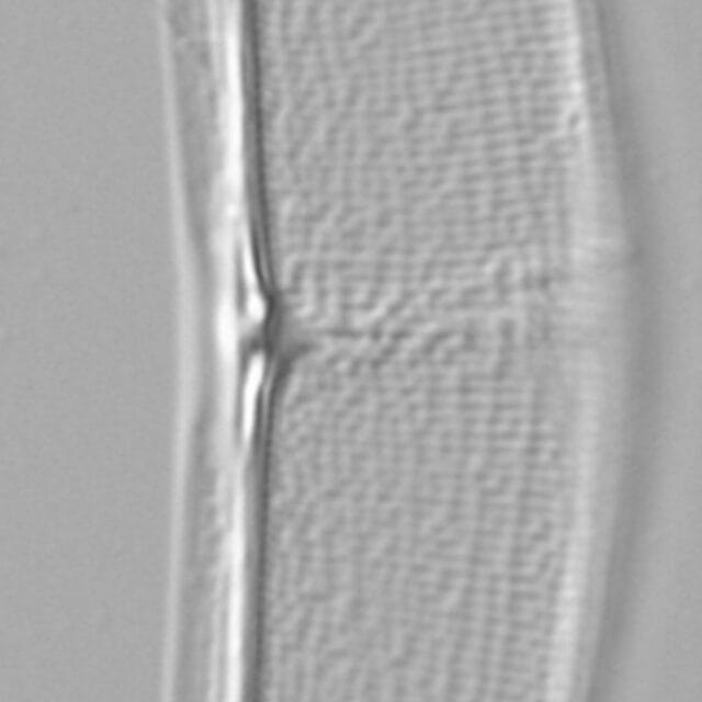 Halamphora baleenicola LM2