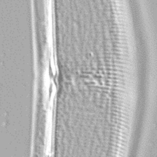 Halamphora baleenicola LM3