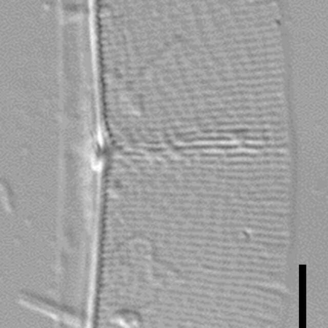 Halamphora baleenicola LM4