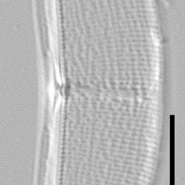 Halamphora baleenicola LM6